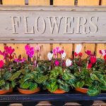 Traditional Flowers & Plants from Bruallen, Delabole