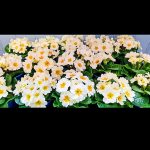 Traditional Flowers & Plants from Bruallen, Delabole